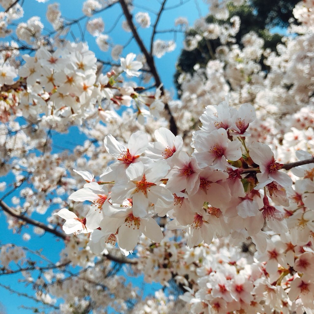 nachuko715's tweet photo. 鶴舞公園であしたからZIP FMのお花見イベントです！🌸🌸
無料の公開生放送とかライブをやるよー⭐️
おいしいごはんとお酒もあるのでぜひお花見しにきてください〜〜🍻💗
ちなみに4月3日（火）まで！ https://t.co/Alt0zEL589
