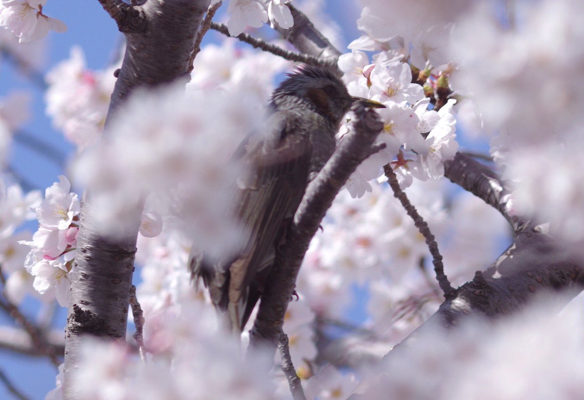 60cobcob's tweet photo. 今日の昼に撮してました♪
ピンボケですが(⌒-⌒; )
K-3+89ED
#BORG #89ED #PENTAX https://t.co/GqOhdtFUfd