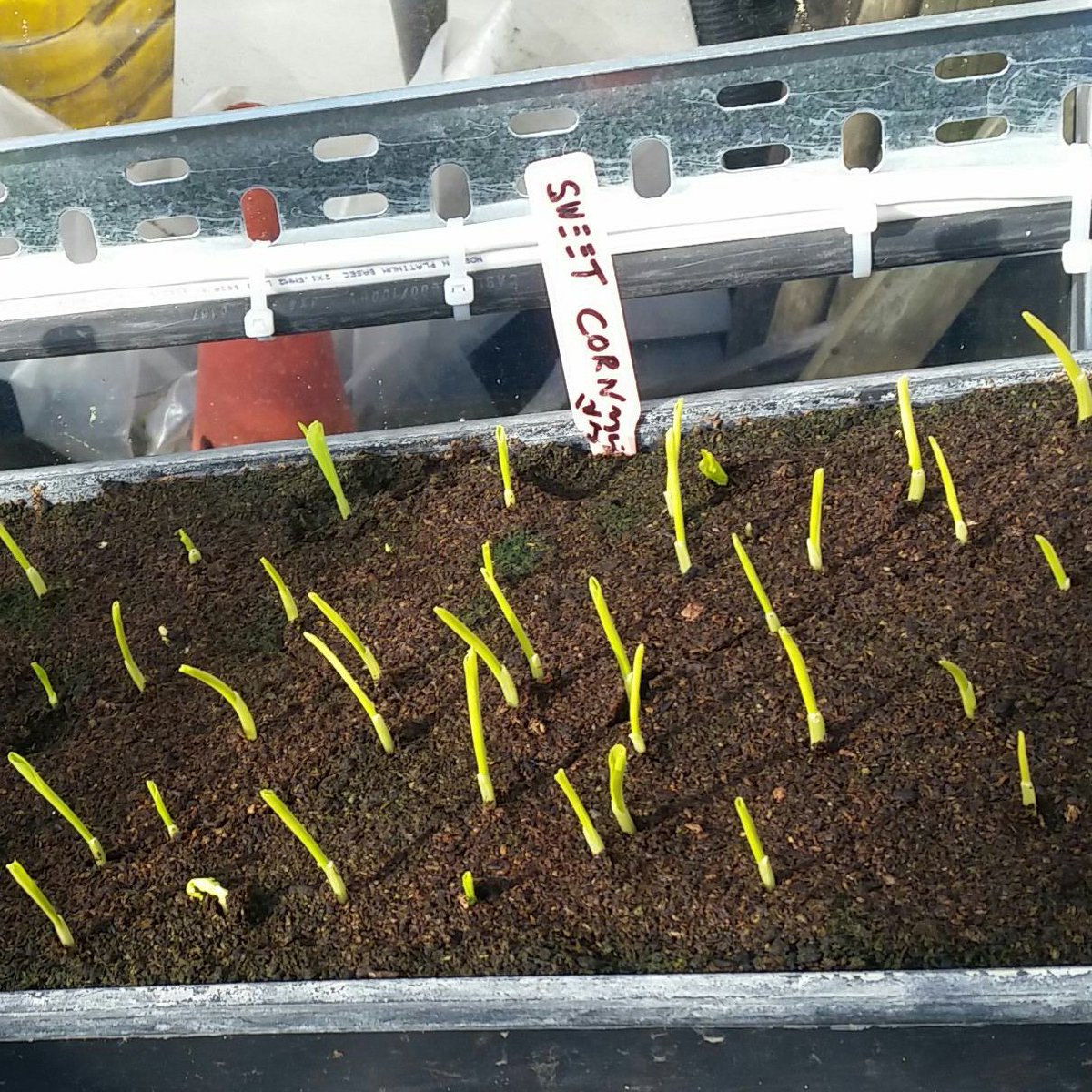 JustSolution123's tweet photo. #JS123 #Homeopathy #releasethegreencut #Gratitude #growyourown @greenseedHQ @ramblingsloa @Wright1Carole @PbelloCafeSoc @mtchknght8 @RBKC_garden @KCLocalLife @mycitytree @greenwestway @WestwayTrust our #city #corn #microfarming @projectdirt https://t.co/5vb2MVyb1f