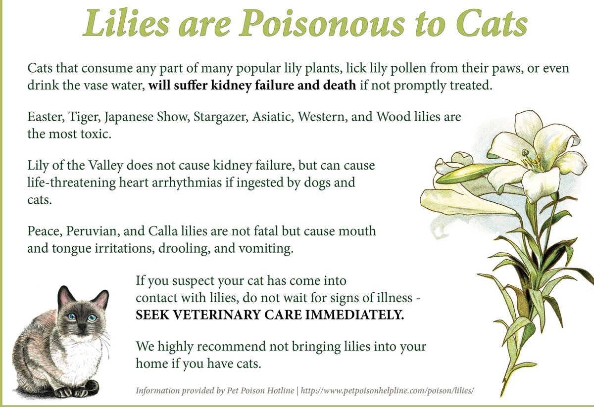 Catropolis (@catropolis14) on Twitter photo 