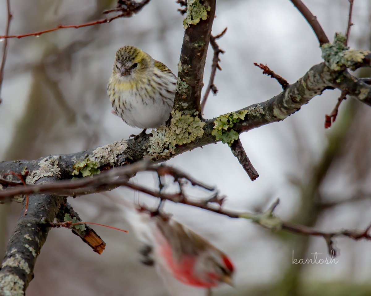 toshibo1040's tweet photo. 「紅 × 黄」
ベニヒワとマヒワ。
仲良し(^。^)
#鳥 #bird #野鳥 #野鳥倶楽部 #wildbird #バードウォッチング #bird_watching #ベニヒワ #紅鶸 #Common_Redpoll #Redpoll #マヒワ #真鶸 #Eurasian_Siskin https://t.co/OjYLpO45mO