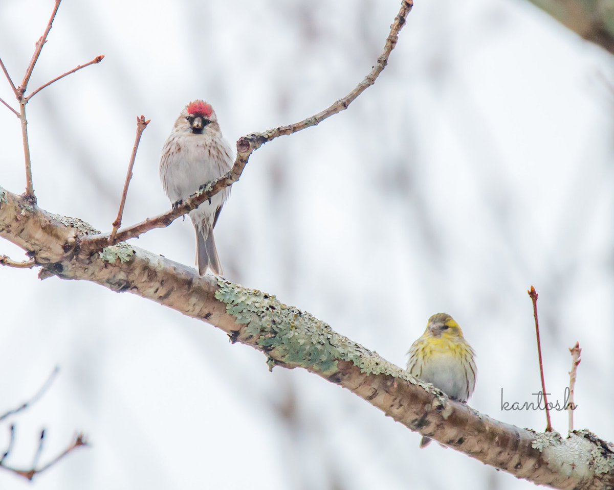 toshibo1040's tweet photo. 「紅 × 黄」
ベニヒワとマヒワ。
仲良し(^。^)
#鳥 #bird #野鳥 #野鳥倶楽部 #wildbird #バードウォッチング #bird_watching #ベニヒワ #紅鶸 #Common_Redpoll #Redpoll #マヒワ #真鶸 #Eurasian_Siskin https://t.co/OjYLpO45mO