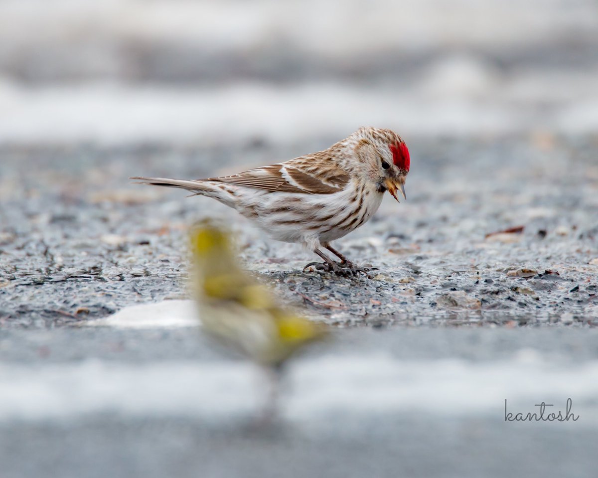 toshibo1040's tweet photo. 「紅 × 黄」
ベニヒワとマヒワ。
仲良し(^。^)
#鳥 #bird #野鳥 #野鳥倶楽部 #wildbird #バードウォッチング #bird_watching #ベニヒワ #紅鶸 #Common_Redpoll #Redpoll #マヒワ #真鶸 #Eurasian_Siskin https://t.co/OjYLpO45mO