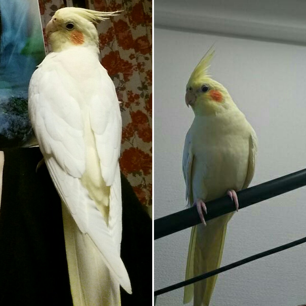 ralkh116's tweet photo. 🔴 #目撃情報求
#迷い鳥 捜しています📣
🌷ミアちゃん🌷
🐥 #オカメインコ
🔹黄色×クリーム
🔹頬オレンジ

📬 #兵庫県
#芦屋市朝日ヶ丘町  ⇉ #迷子

🆘 #保護 又は似たコを
見かけませんか❔

💎飼主様@Okameinko333 

#インコ
#lostbird https://t.co/a0doBq1VzZ