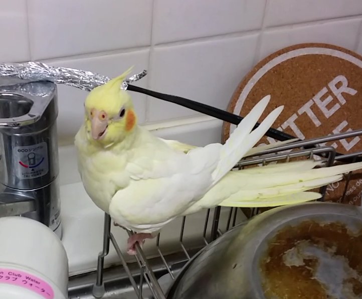 ralkh116's tweet photo. 🔴 #目撃情報求
#迷い鳥 捜しています📣
🌷ミアちゃん🌷
🐥 #オカメインコ
🔹黄色×クリーム
🔹頬オレンジ

📬 #兵庫県
#芦屋市朝日ヶ丘町  ⇉ #迷子

🆘 #保護 又は似たコを
見かけませんか❔

💎飼主様@Okameinko333 

#インコ
#lostbird https://t.co/a0doBq1VzZ