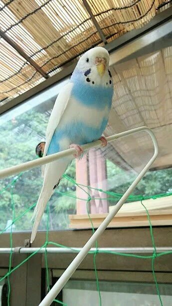 ralkh116's tweet photo. 🔴 #目撃情報求
#迷い鳥 捜しています📣
🐥 #セキセイインコ
🔹白×水色

💞穏やかな性格です💞

📬 #大阪府
#堺市中区土師町
🏞 #ニサンダ古墳 付近⇉ #迷子

🆘 #保護 又は似たコを
見かけませんか❔

💎飼主様@yukaryo0326

#インコ
#lostbird https://t.co/JLItsSkSY3