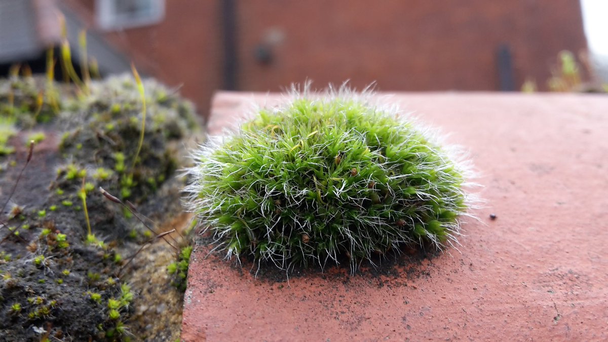 chealeburg's tweet photo. @rob_yaxley @mozillatewildly I do think moss is amazing. ID is sometimes a bit of s challenge for me haha #grimmia #notgrim https://t.co/Aqde22RjjZ