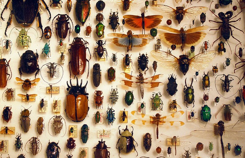 DrVerityBurke's tweet photo. Carl Linnaeus’s Systema Naturae 🌿 after two centuries of binomial nomenclature, scientists are nowhere close to running out of things to document https://t.co/FrUURWQ3aH #histsci #wednesdaywisdom #taxonomy @LinneanSociety @LinneanLearning https://t.co/35Qb1twSn5