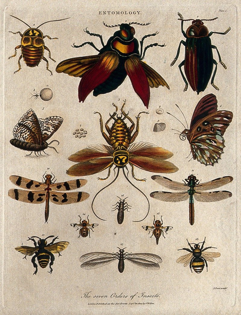 DrVerityBurke's tweet photo. Carl Linnaeus’s Systema Naturae 🌿 after two centuries of binomial nomenclature, scientists are nowhere close to running out of things to document https://t.co/FrUURWQ3aH #histsci #wednesdaywisdom #taxonomy @LinneanSociety @LinneanLearning https://t.co/35Qb1twSn5