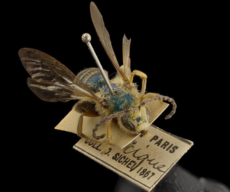 DrVerityBurke's tweet photo. Carl Linnaeus’s Systema Naturae 🌿 after two centuries of binomial nomenclature, scientists are nowhere close to running out of things to document https://t.co/FrUURWQ3aH #histsci #wednesdaywisdom #taxonomy @LinneanSociety @LinneanLearning https://t.co/35Qb1twSn5