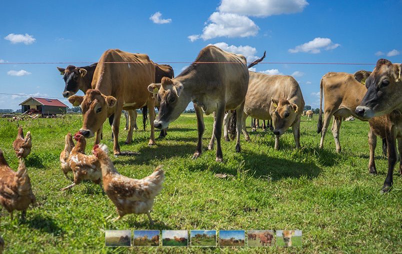 Vollegrond's tweet photo. @Boer_Bart stampte in n paar jaar tijd n stevig verdienmodel uit de levende grond. n #Bloedsomloop van #OrganischeStof. Door creatief &amp; creatief te bouwen aan zn agro-ecosysteem. Dingen uit te proberen, risico te nemen. Voor kwaliteit te gaan. &amp; de consument dichtbij te halen. https://t.co/00m0PHvvdY