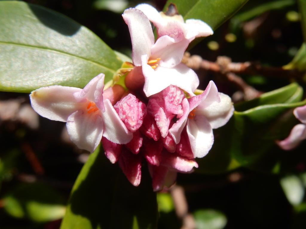 甘い香りに誘われて