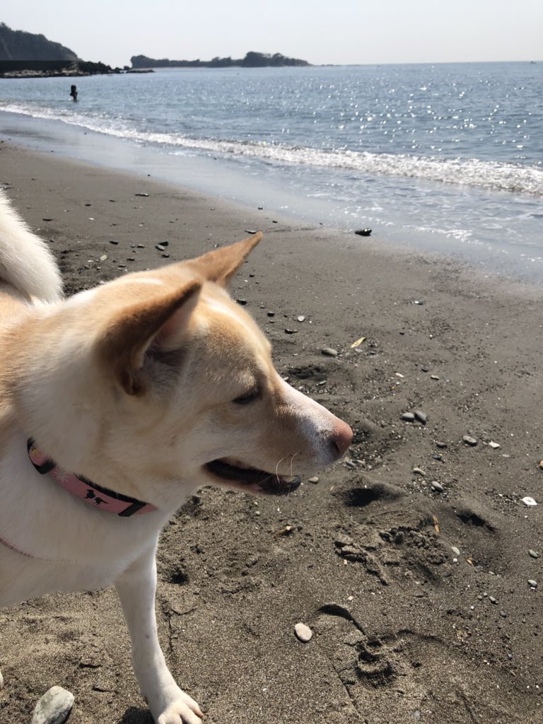 葉山大浜海岸 Hashtag On Twitter