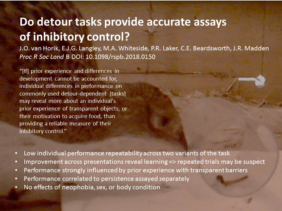 Pheasants Exeter Do Detour Tasks Provide Accurate Assays Of Inhibitory Control Our New Pheasant Paper Suggests If You Don T Know About An Individual S Prior Experiences Development And Motivation Persistence Then Detour