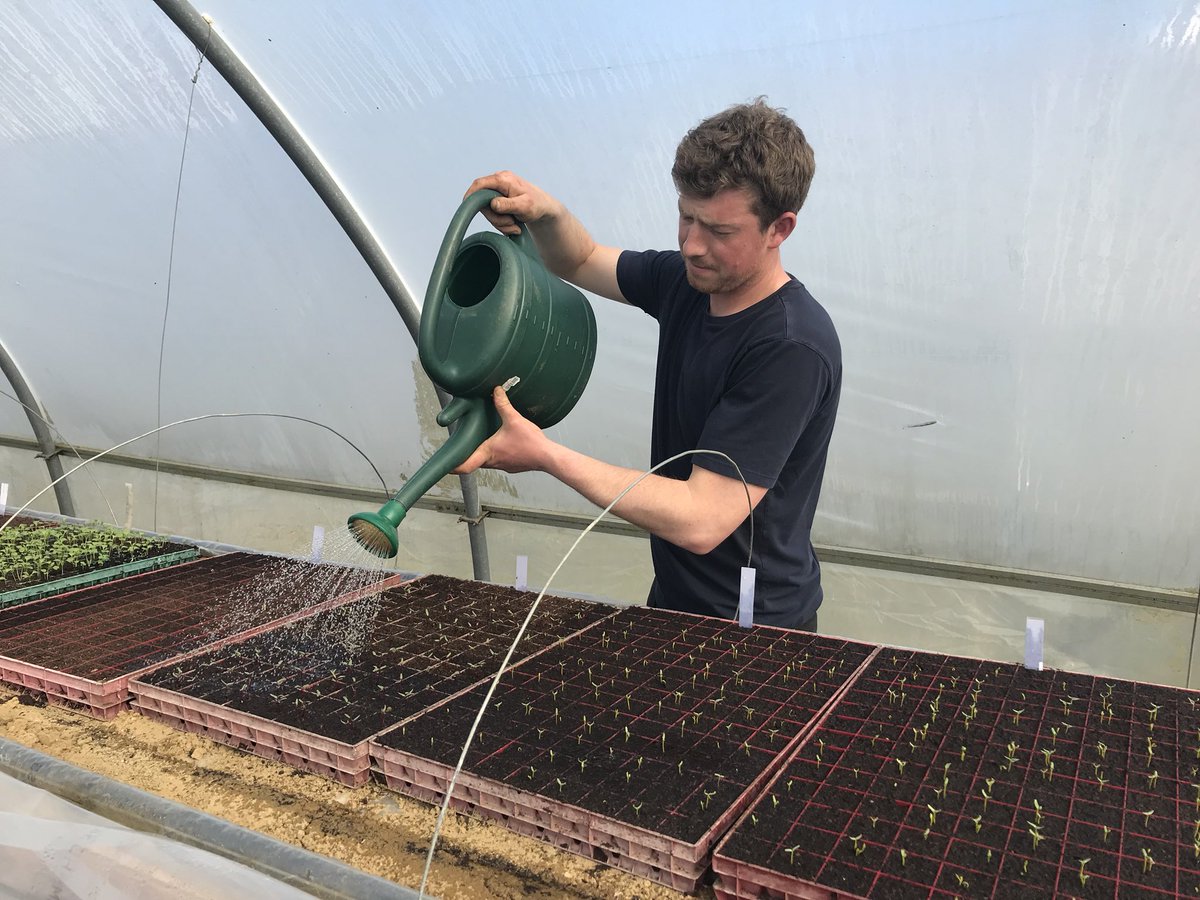 Chegworthvalley's tweet photo. As well as #Carmen the large cues and #Passandra the minis, we have also planted a really interesting variety this year, it’s a #cucamelon, slightly larger than a #grape and looks like a miniature #watermelon, it tastes like a #cucumber and a #lime 🥒🥒🥒 https://t.co/dh3wDbgcqc