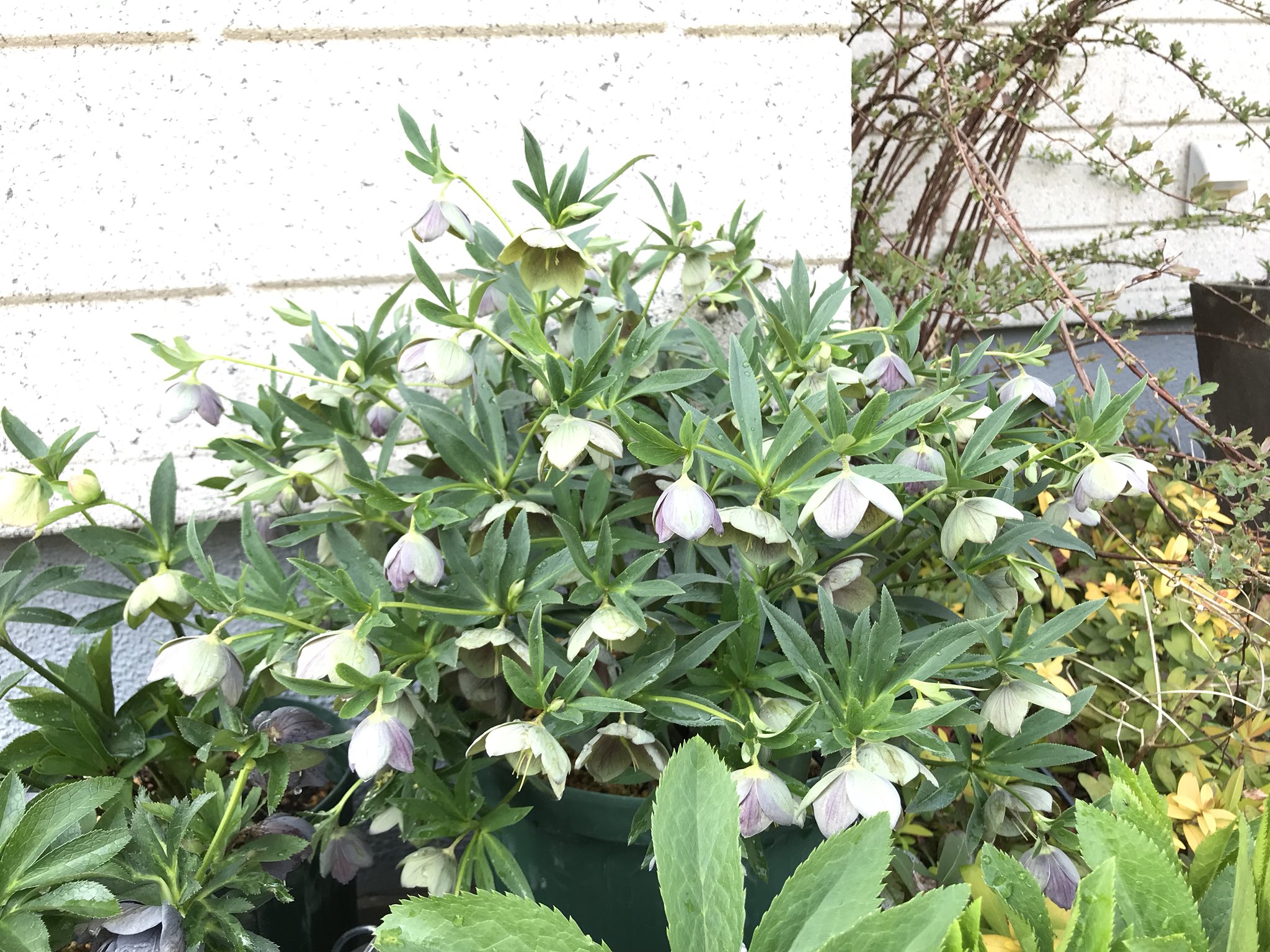 海風 ついった離脱中 クリスマスローズ 原種系大株 ヘレボルス Helleborus イマニワ1803 T Co Mryfty9znt Twitter
