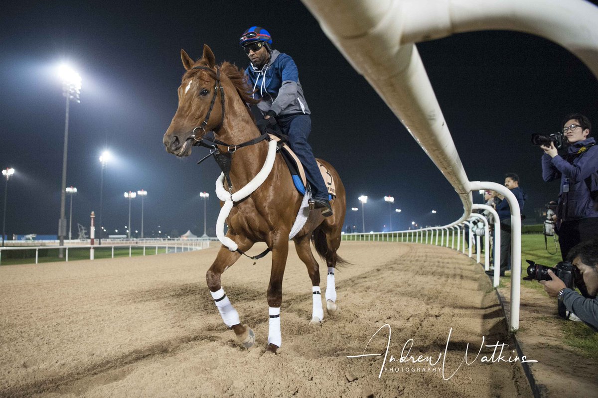 Mind Your Biscuits is back for trainer <a href="/horsesummers/">Chad Summers</a> <a href="/CSummersRacing/">Chad Summers Racing</a> to defend his Golden Shaheen title that he won last year.