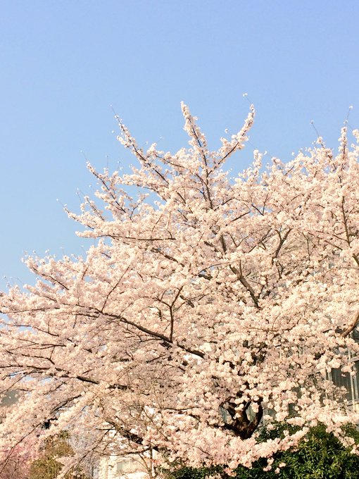 「桜 空」のTwitter画像/イラスト(古い順)