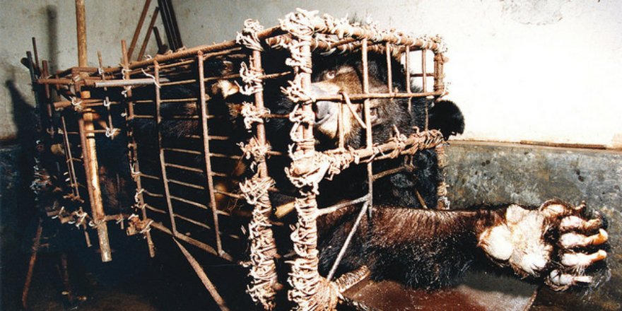 Chinese politician publicly calls for complete end to bear bile farming

Proposal urges China’s legislative body to follow the lead of Vietnam and Korea by pledging to completely end bear bile farming.

animalsasia.org/intl/media/new…