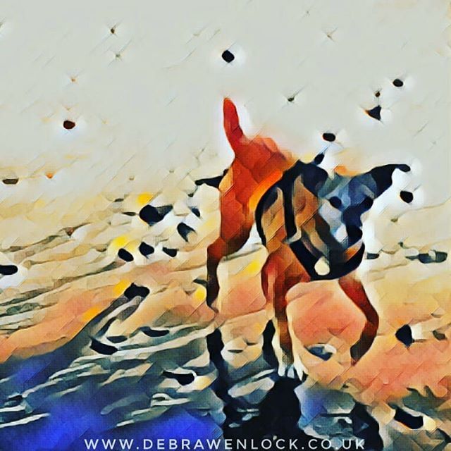 DebraWenlock's tweet image. Fun with Pip, and some photo filters!

#funatthebeach #dogsofinstagram #photofilters #dogatthebeach #dogmuse #thecolourorange #thecolororange #orangedog #itsadogslife