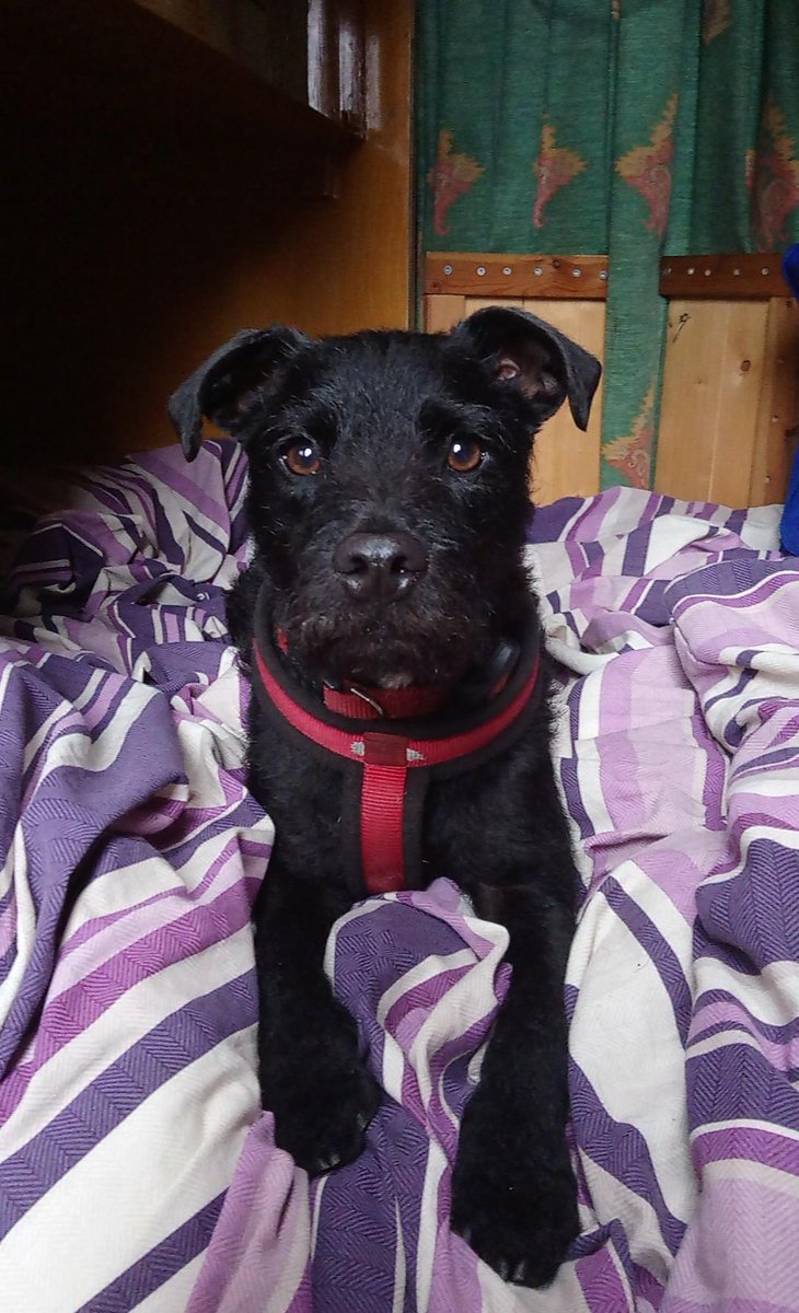 coalboatpuppy's tweet photo. Hooman just said we is going to Liverpool soon.. Its too good yo be true, I don't believes them.. #puzzledface #dogsoftwitter https://t.co/oiQ07glgQx