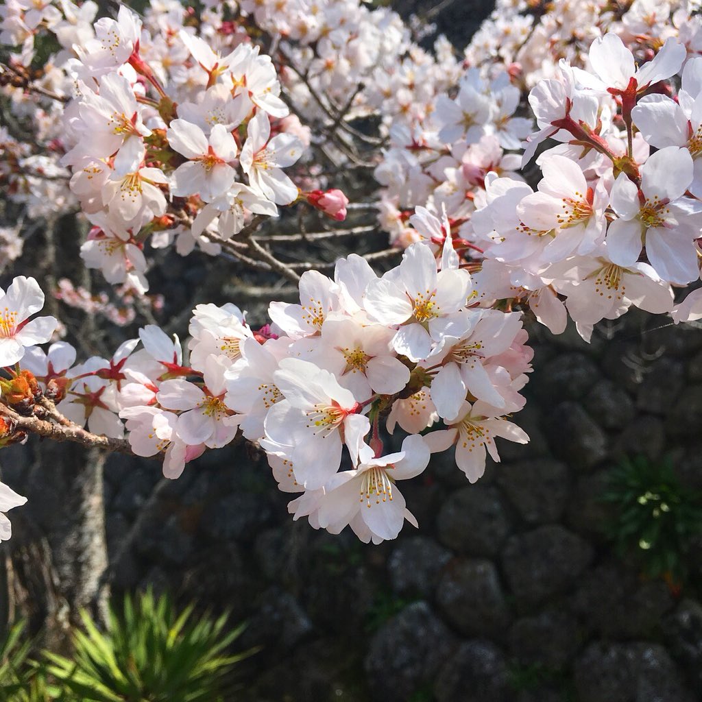 quynhvantu's tweet photo. 🌸🌸🌸 Spring is here with sakura emerging at Kyokai! Looking forward to developing the garden as part of my #JUSFCFellowship! #jusfcgrantee @J_USFC @NEAarts https://t.co/y9FbByStxp