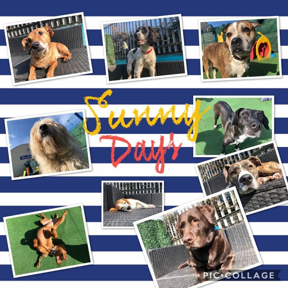 Daycare 4 Dogs tweet media