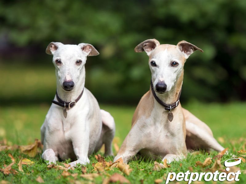 petprotect's tweet image. What are your #dogs up to this #WhippetWednesday?