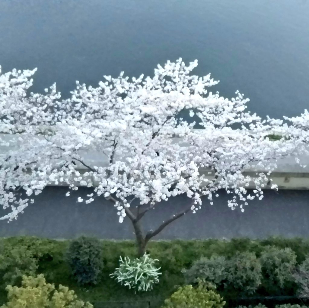 トリ 近所の桜が満開 娘と自転車で桜並木を走ったけど 咲いてる桜より 花びらが舞い散るところがお気に入りらしく 地面に落ちた花びらを拾って上から投げて ひらひら ひらひら と楽しそうに遊んでた 16mar Baby のの育児 トリ 近所の桜が満開 娘と自転車で桜並木を走ったけど 咲いてる桜より 花びらが舞い散るところがお気に入りらしく 地面に落ちた花びらを拾って上から投げて ひらひら ひらひら と楽しそうに遊んでた 16mar Baby のの育児