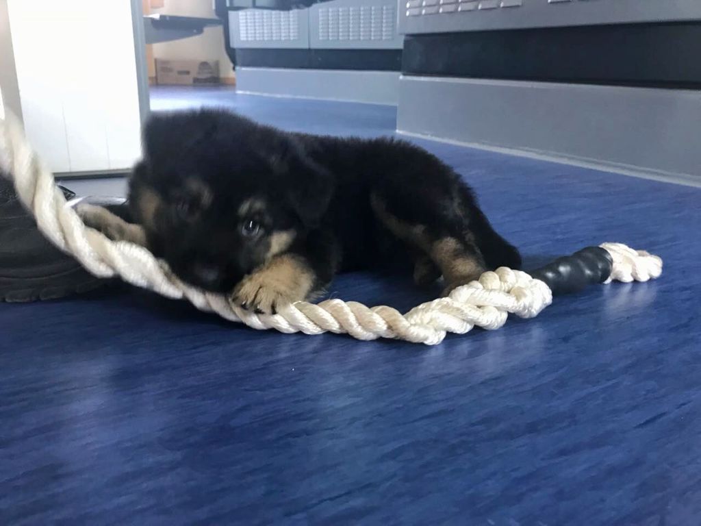 PetsOnShips's tweet photo. https://t.co/Af8KrOgR2L https://t.co/Z9HUDiFOpI https://t.co/gnFqM8lGYx