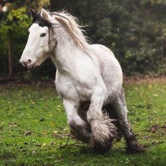 wildseawitch's tweet photo. This beautiful creature only needs a horn to be a #unicorn π¦ #noah #cob #whitehorse #rehominghorses must be #kindhome though #noah contact @Elverrarescue https://t.co/38NB1CRGIn