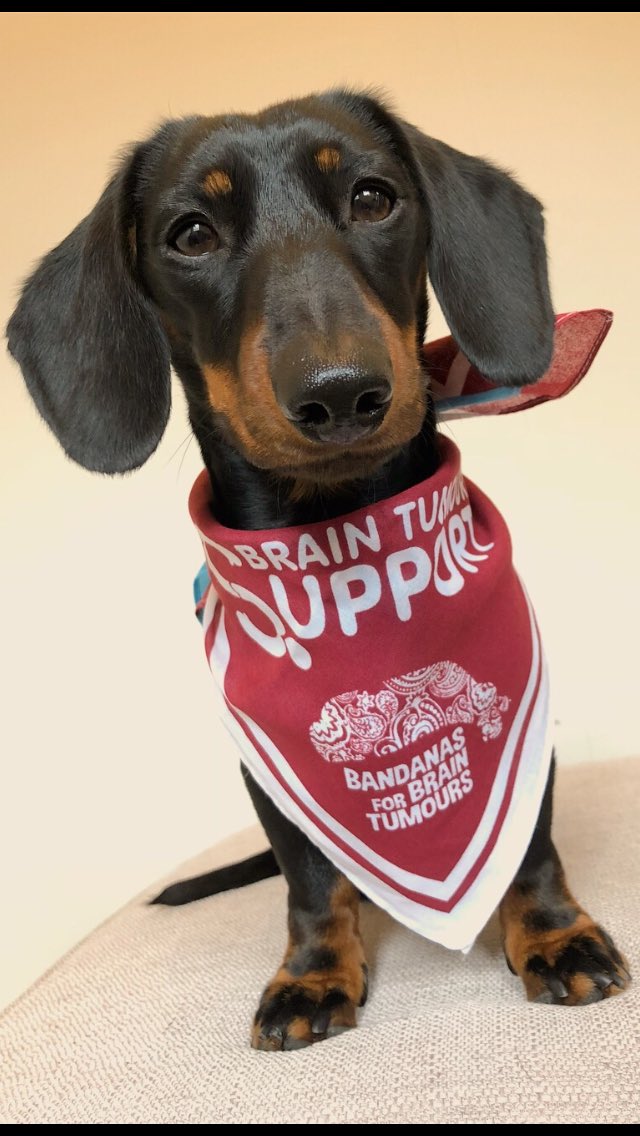 Robin_Running's tweet photo. #bigbandana #GoBandanas #BrainTumourAwarenessMonth https://t.co/Vce1jCKucB