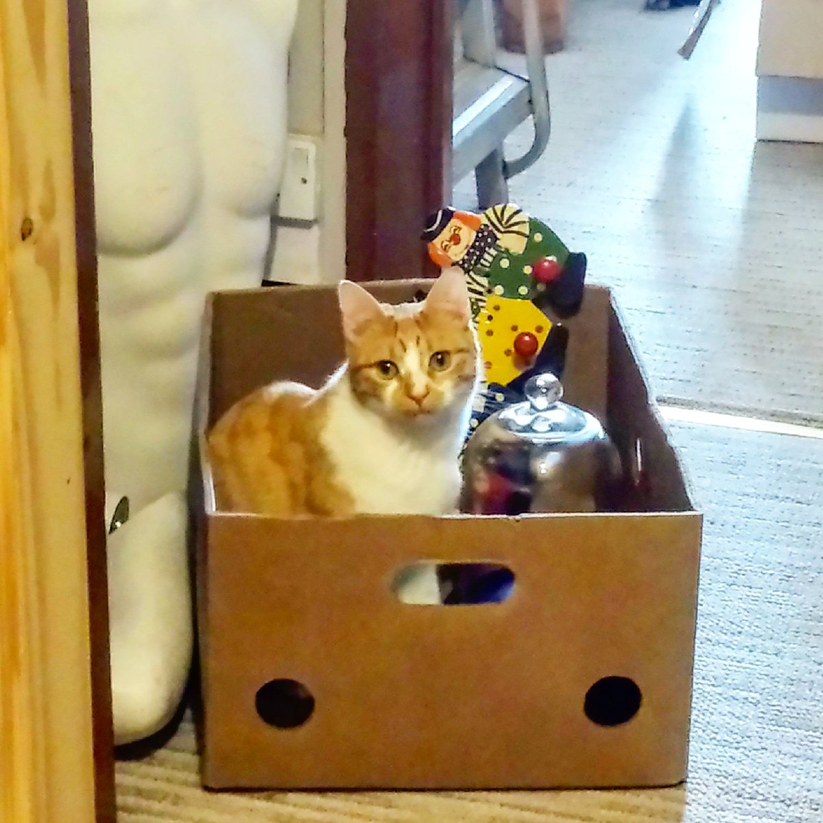 arianawimsett's tweet photo. Cardboard box junky 😆 
.
.
#cat #cats #catlover #catowner #petlover #pets #petowner #gingercat #catinbox #cutecat #cuddlycat #lovecats #craftinghappiness #Moshe #cardboardaddict #cardboardboxjunky #cutepictureofcats https://t.co/jN2wCSqklu