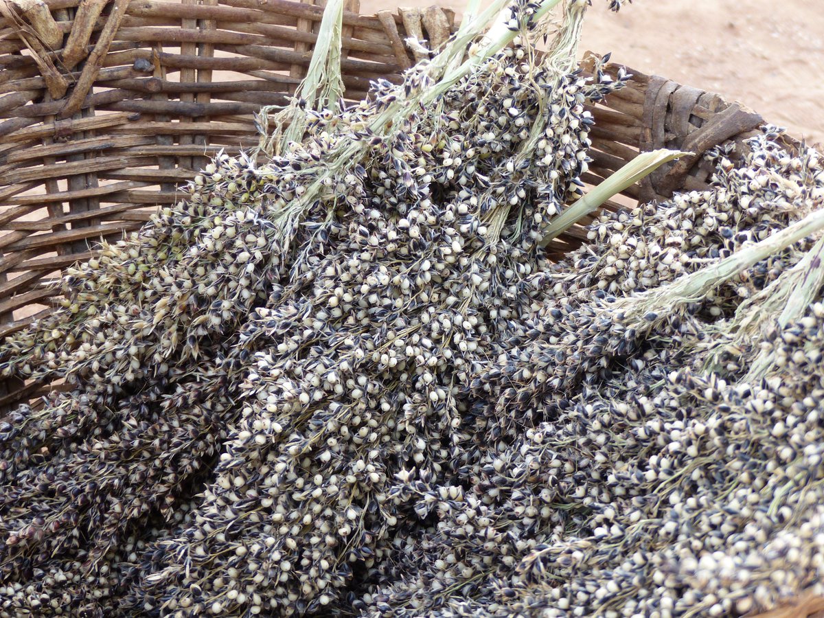 ICRISAT_HOPE's tweet photo. Farmers at Kiffosso 1, a village and rural community in Sikasso Region, southern #Mali have adopted improved sorghum hybrid varieties such as “Pablo” and “Séwa”. Its food quality is particulary greatly appreciated by women @ICRISAT @tropicallegumes #HopeIIProject #ICRISATWCA https://t.co/ZPEQ3dvmBb