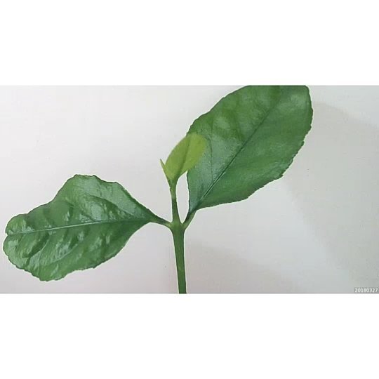 conceptiasis's tweet image. ift.tt/2Ia8XRI