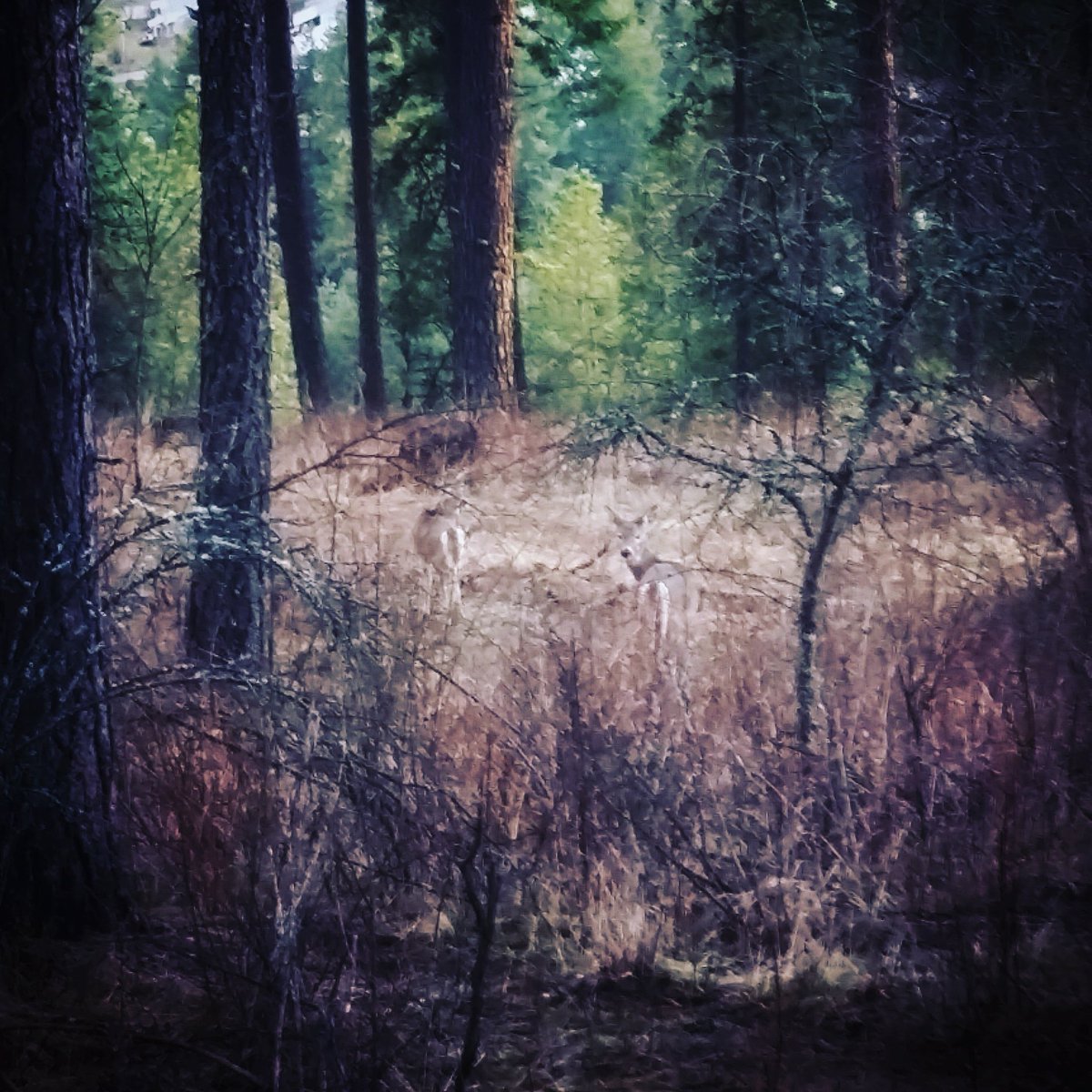 208Outdoors's tweet photo. To walk in nature is to witness a thousand miracles! #WildlifeWednesday #Idaho #208Outdoors #LoveWhereILive #LiveLaughLoveGetOutdoors #WhatGetsYouOutdoors #Idahome #ExploredOutdoors #NoPlaceLikeHome #ItsInMyNature #IdRatherBeHere #Love #IsItTheWeekendYet #WeekendAdventures https://t.co/ub8i32O3iD