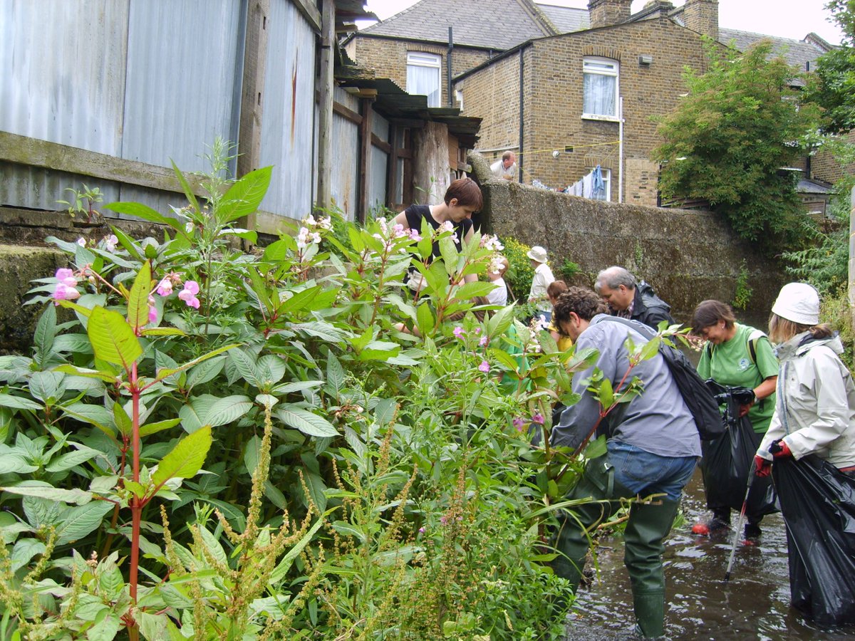 Thames21's tweet photo. During #Invasivesweek we want to bookmark your diary from June 2 for three weeks, for the 10th anniversary #3RiversCleanUp. This aims to rid the #Ravensbourne rivers of Himalayan Balsam and Giant Hogweed. https://t.co/bNswYegUwI #Bromley #Lewisham #Greenwich #invasivespecies https://t.co/LnzzQLMK1F