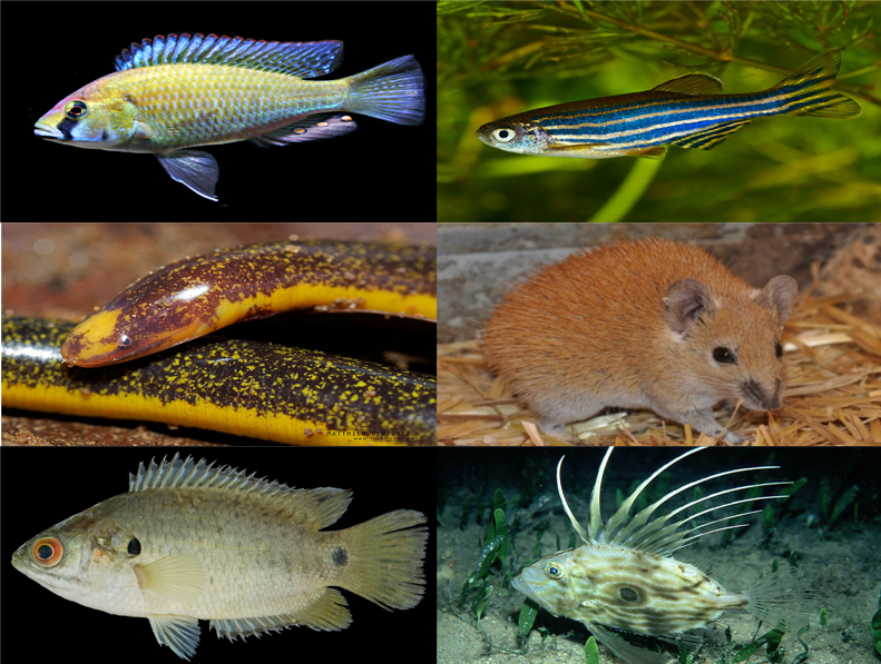 Sanger Institute Vertebrate Genomes Project tweet media