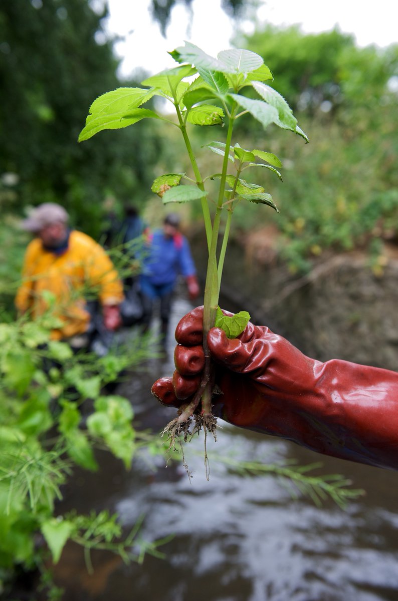 Thames21's tweet photo. During #Invasivesweek we want to bookmark your diary from June 2 for three weeks, for the 10th anniversary #3RiversCleanUp. This aims to rid the #Ravensbourne rivers of Himalayan Balsam and Giant Hogweed. https://t.co/bNswYegUwI #Bromley #Lewisham #Greenwich #invasivespecies https://t.co/LnzzQLMK1F