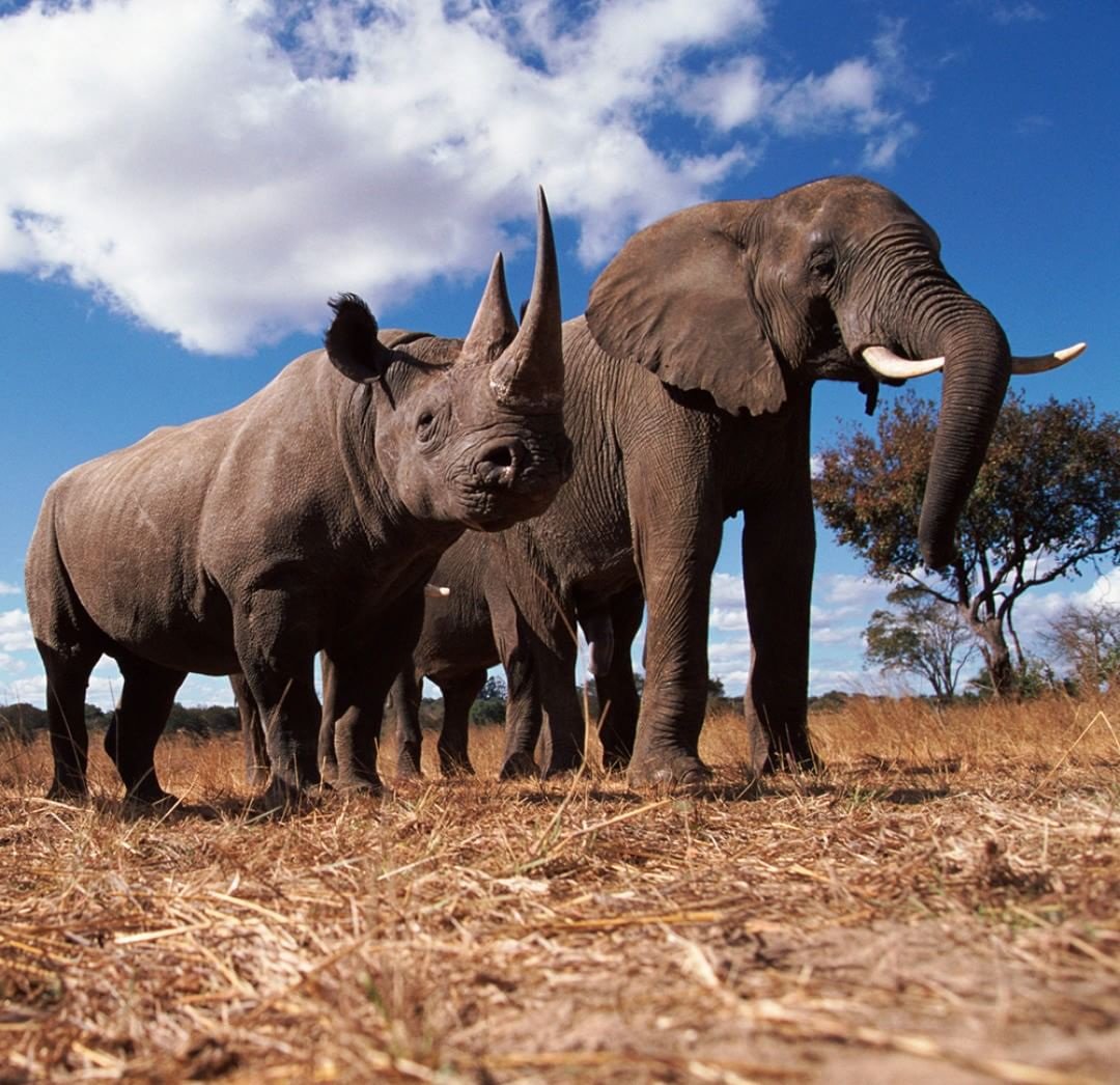 Носороги буйволы слоны обитают. Слоны и носороги. Крупные млекопитающие. Африканский носорог.