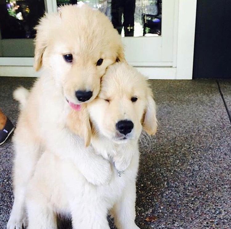 Twitter 上的 Pawsonpatrol 话题标签