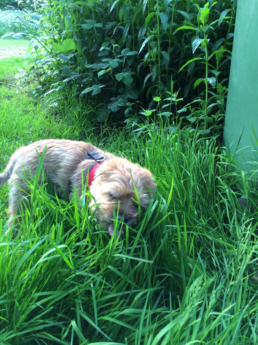 Giulia_Indy's tweet photo. Your dog suffers with a delicate tummy? My Indy too. But no more, since we started using this: ๐ https://t.co/pUb4yYIiIf ๐ #borderterriers #btposse #dogtummyupset #dogdiarrhea #dogflatulence #dogupsettummy #protexin #Amazon #livingwithaborderterrier #dogsoftwitter #dogswelfare https://t.co/dkBfq5RLne