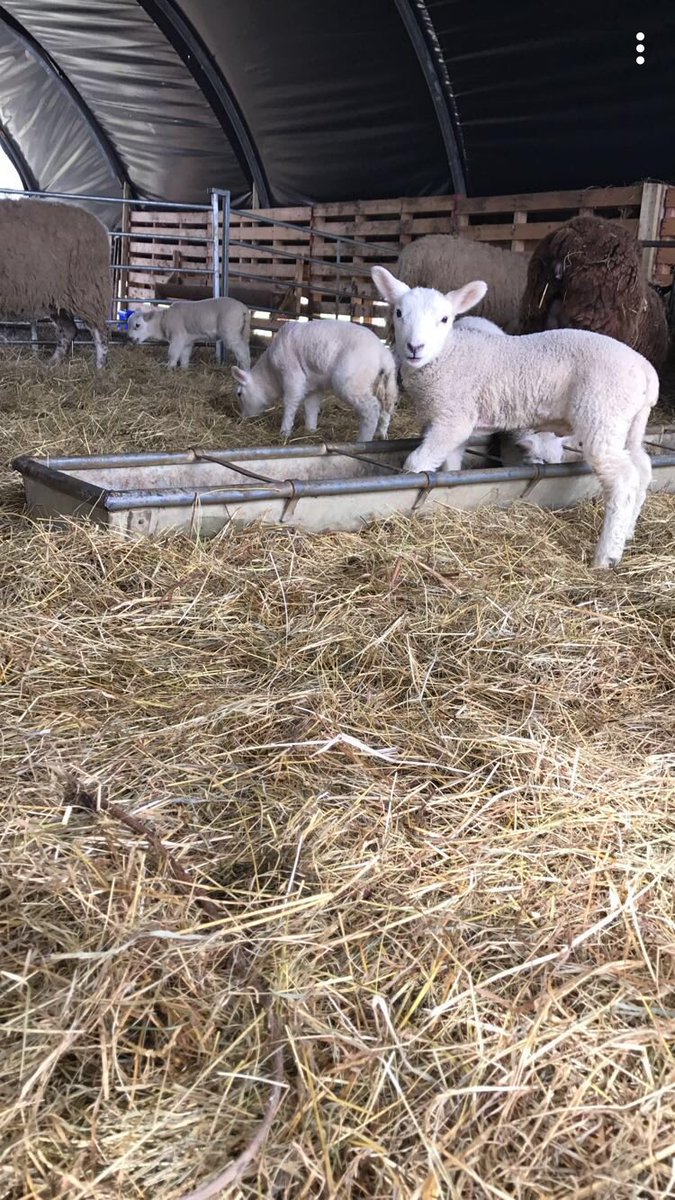 njh563's tweet photo. Think there ready for heading out 👌🏻 #grass #lambs #ewes #texelxmules #gimmers #tuplambs #grasstogrow https://t.co/WIlSFLpbD6