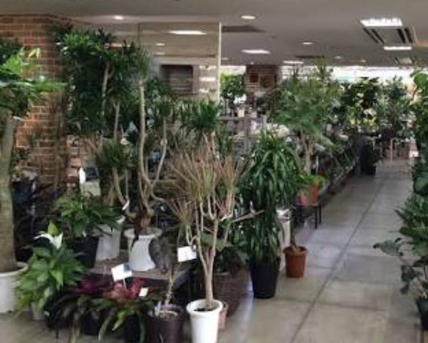 かのひと プロトリーフガーデンアイランド玉川店 植物男子ベランダー幻のパイロット版のロケ地 波瑠インスタの木の葉隠れの術の撮影地 ではないかしら T Co Ubwqmllkv5 植物男子ベランダー 波瑠 T Co Dci4m1qchs Twitter