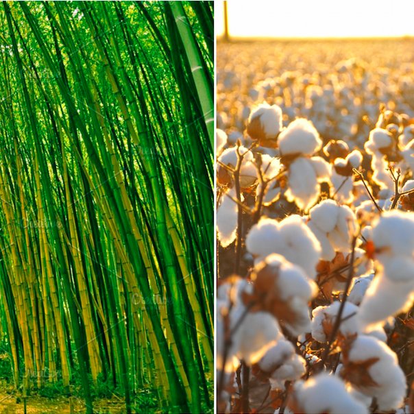 Bamboo vs. Cotton - The Big FaceOff .
We tell you why #bamboofiber is a far #betterchoice here:
stylebyasia.com/blogs/news/bam…

#cotton #bamboo #Panboo #blog #ecoblog #faceoff #StylebyAsia