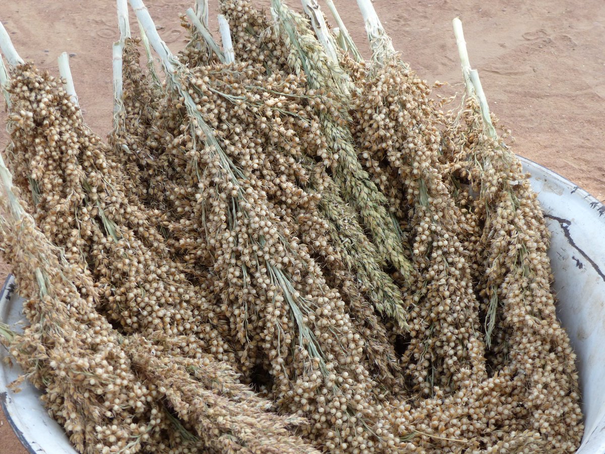 ICRISAT_HOPE's tweet photo. Farmers at Kiffosso 1, a village and rural community in Sikasso Region, southern #Mali have adopted improved sorghum hybrid varieties such as “Pablo” and “Séwa”. Its food quality is particulary greatly appreciated by women @ICRISAT @tropicallegumes #HopeIIProject #ICRISATWCA https://t.co/ZPEQ3dvmBb