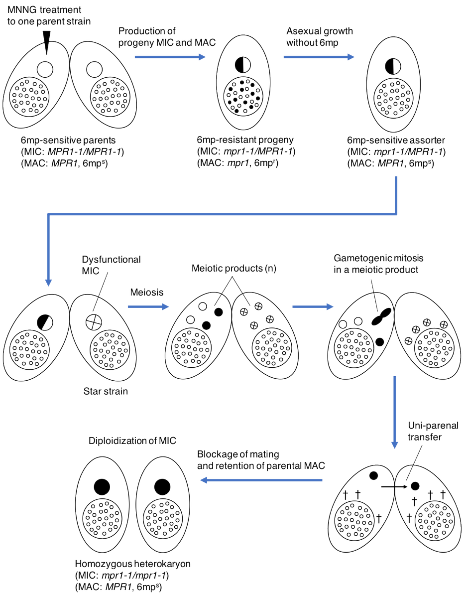 Takahiko published as corresponding author in the journal Genes: Resistance to 6-Methylpurine is Conferred by Defective Adenine Phosphoribosyltransferase in Tetrahymena. Congratulations!mdpi.com/2073-4425/9/4/… <a href="/EU_H2020/">Horizon 2020</a> <a href="/CORDIS_EU/">EU Research Results</a>
<a href="/univienna/">Universität Wien</a> #ResearchImpactEU #CancerResearch #FP7
