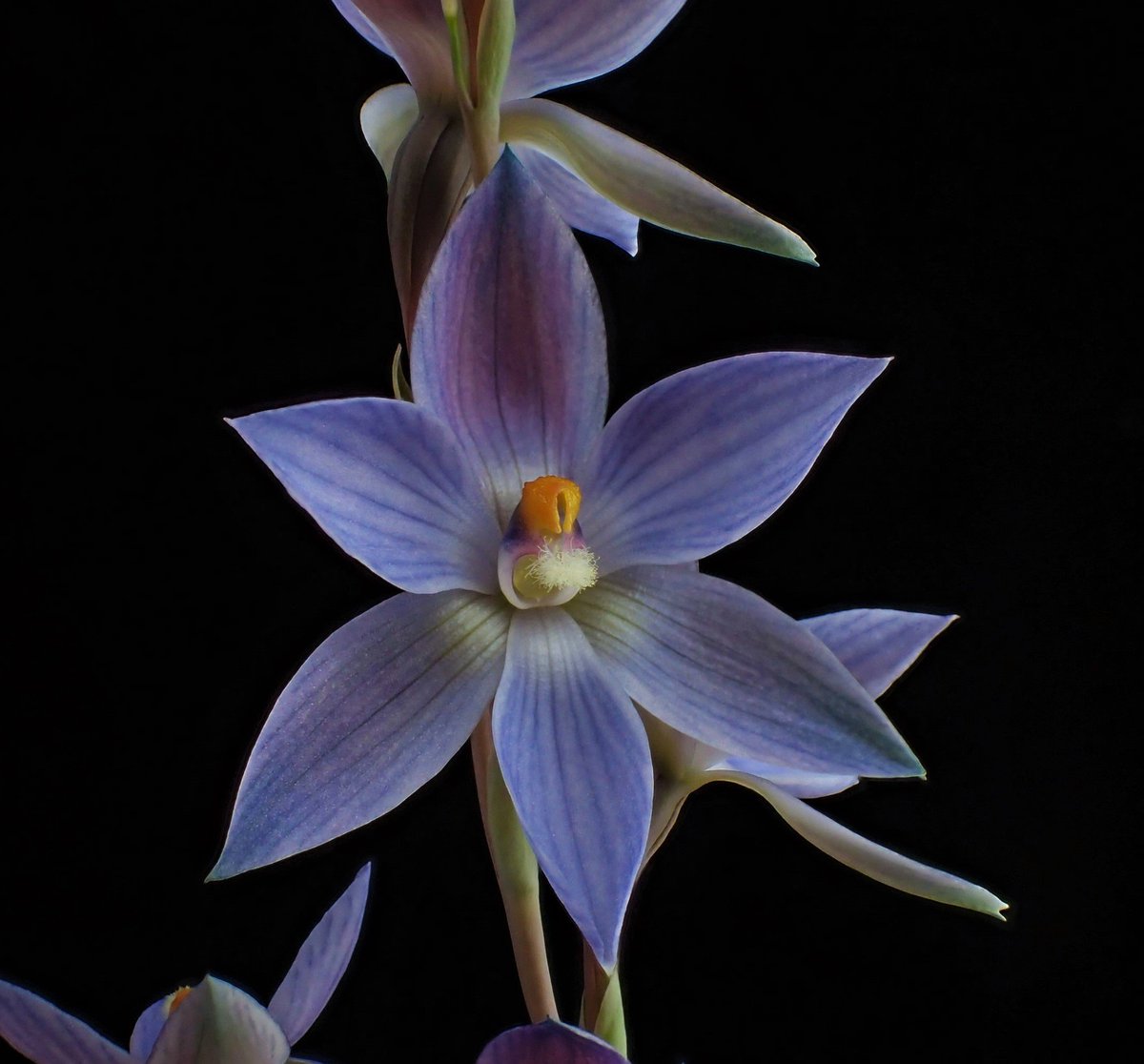 akigo08's tweet photo. Thelymitra macrophylla x campanulata
青系交配種では特にきれいなもののひとつ。球根サイズや日当たりによって花の大きさや色味が変わって飽きないのだ……！ https://t.co/W5XZ1KZVao