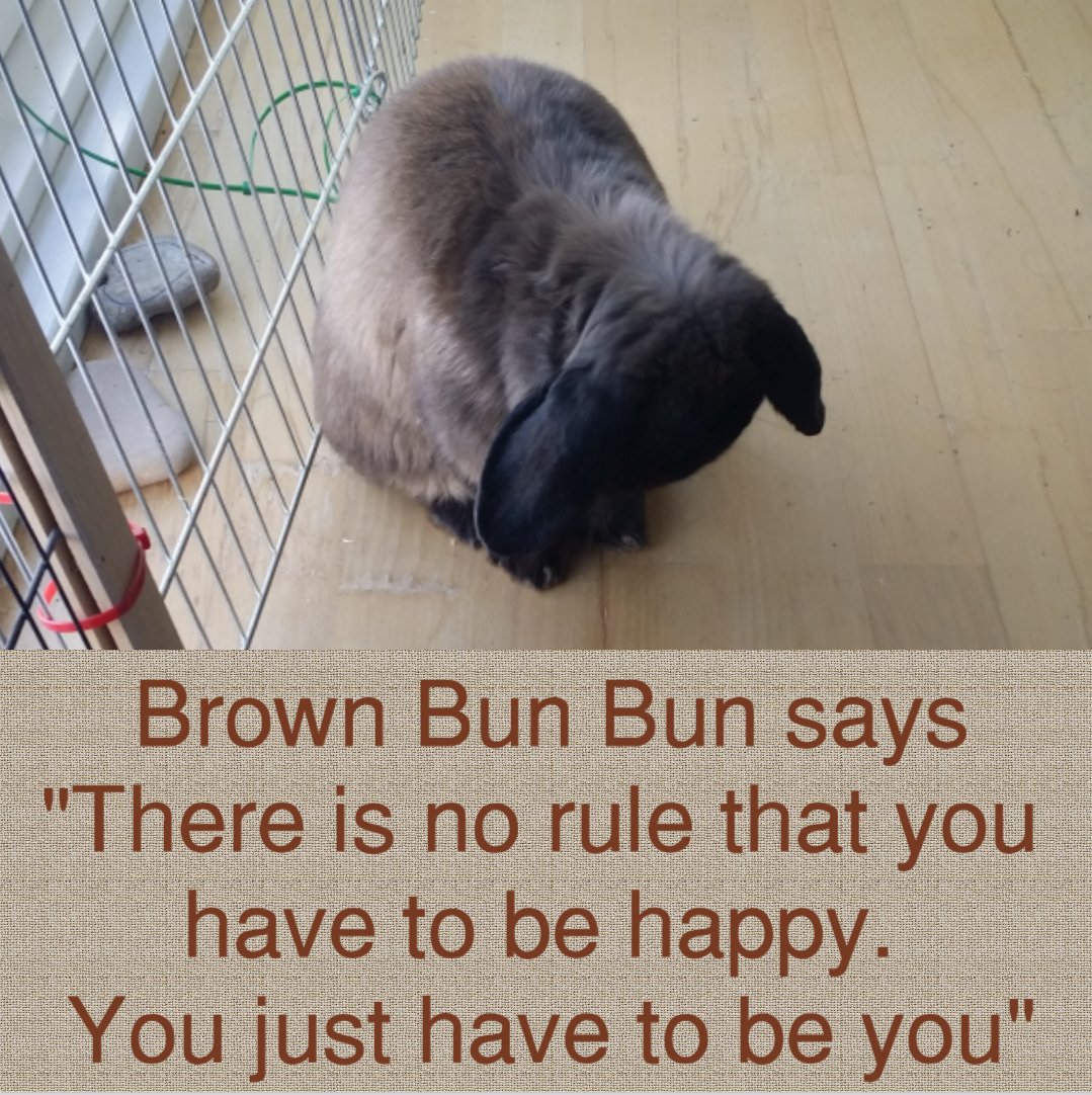 BrownBunBun's tweet photo. Brown Bun Bun says:
#justbeyou #bunnyvise #bunnyvisor #happyorsad #justbe #bunny #rabbit https://t.co/3fA8nJ82ly