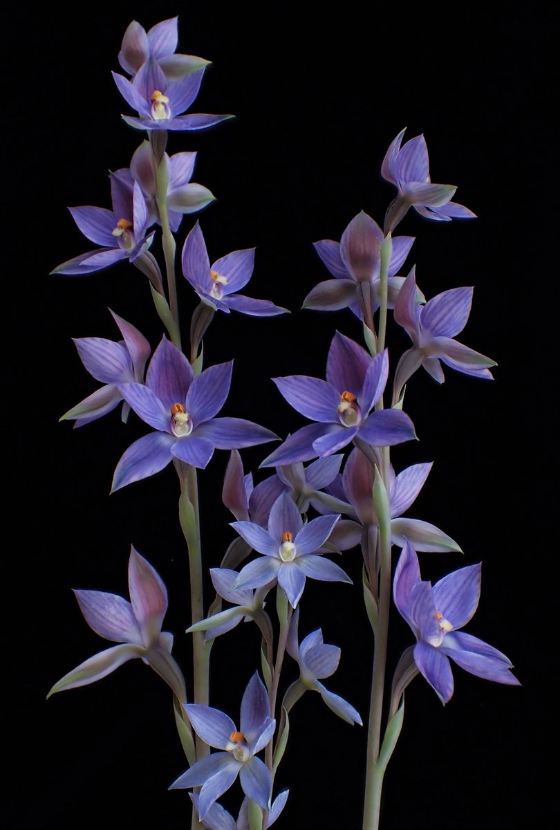 akigo08's tweet photo. Thelymitra macrophylla x campanulata
青系交配種では特にきれいなもののひとつ。球根サイズや日当たりによって花の大きさや色味が変わって飽きないのだ……！ https://t.co/W5XZ1KZVao